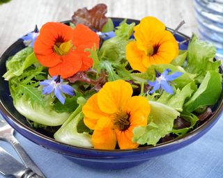 edible petals of nasturtiums and borage with a dish of salad leaves