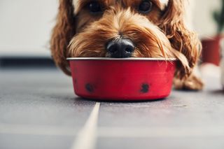 A dog eating food from a red bowl