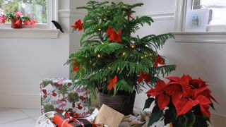 Norfolk Island Pine plant - an alternative Christmas tree