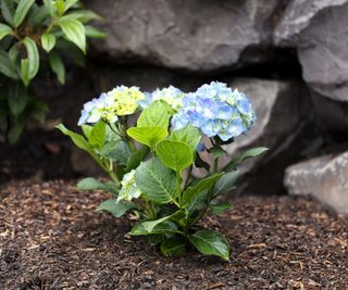 Hydrangea