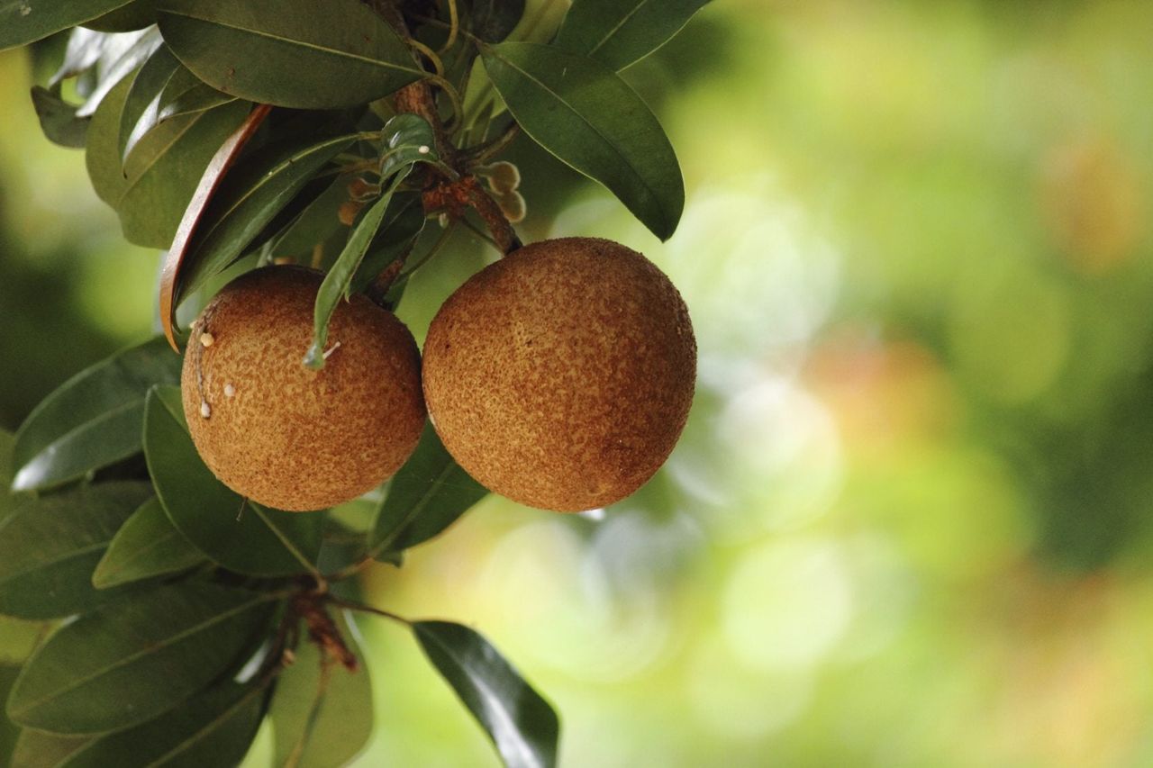 Fruit On Sapodilla Plant