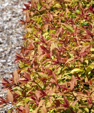 Red and amber leaves of Spiraea 'Goldflame'