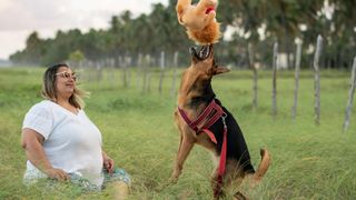 A German shepherd catches a large plush toy outside