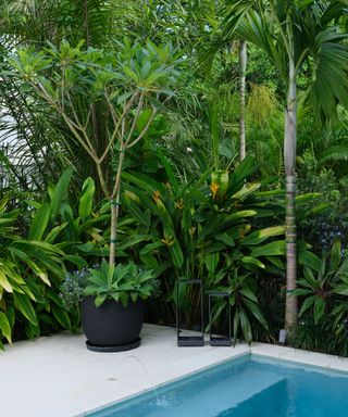 tropical planting around pool
