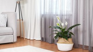 Peace lily plant in living room