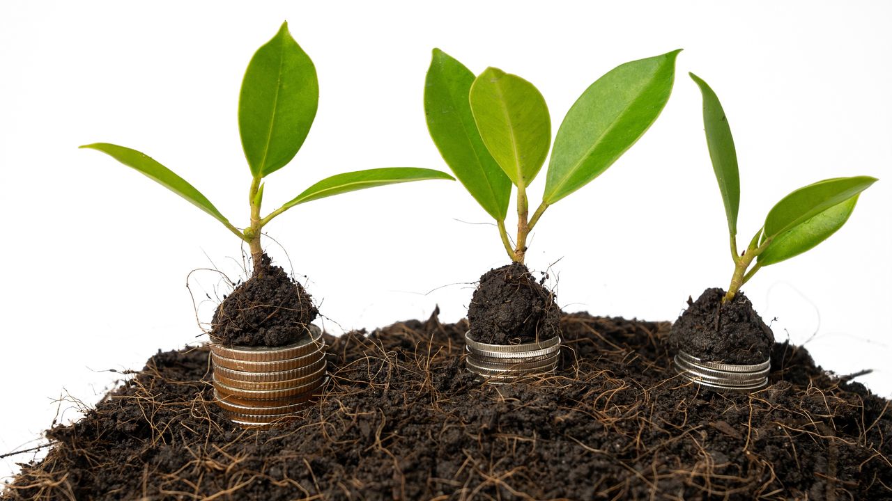 Three stacks of coins look planted in mulch with a sprout on top of each one.