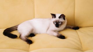 Siamese cat lying on a yellow sofa