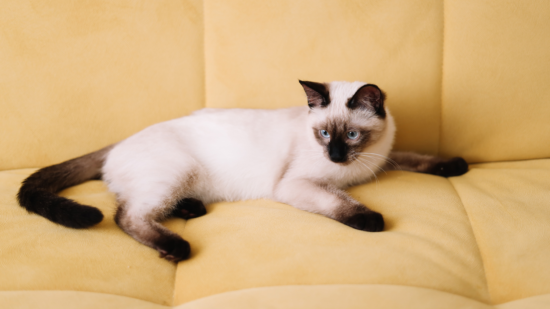 Siamese Cat 