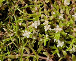 New Zealand Pygmyweed, also known as Crassula helmsii