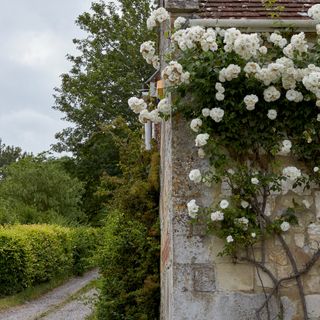 Climbing rose plant on a house