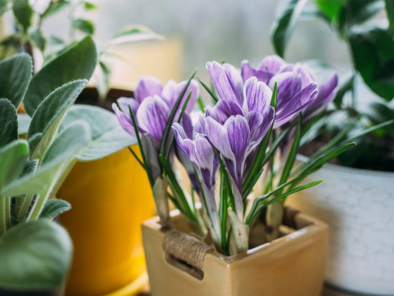 Potted Purple Saffron Crocus Bulbs