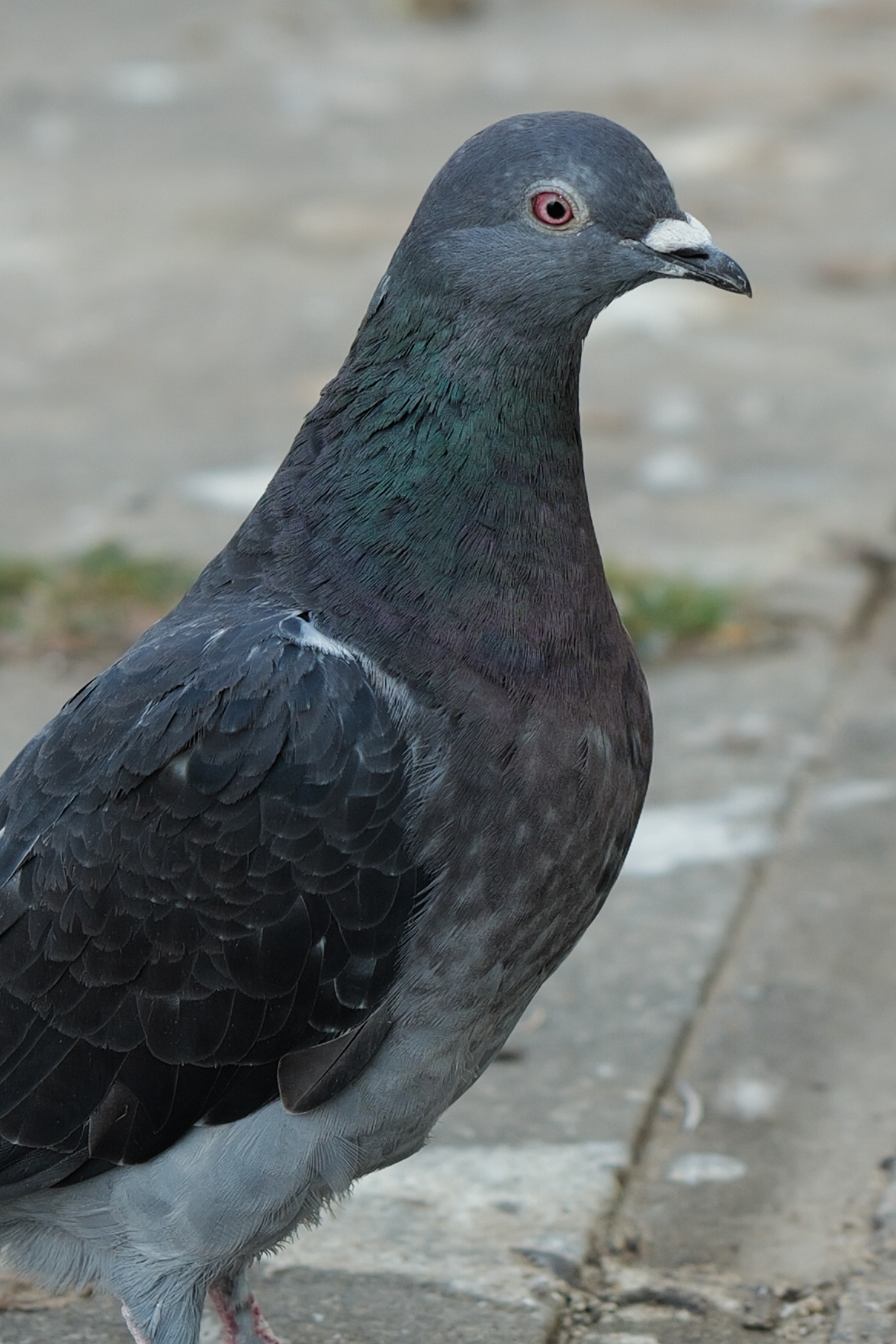 A photo of a pigeon taken on a Leica Q3 43 camera