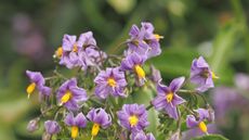 Chilean potato vine with yellow and purple blooms