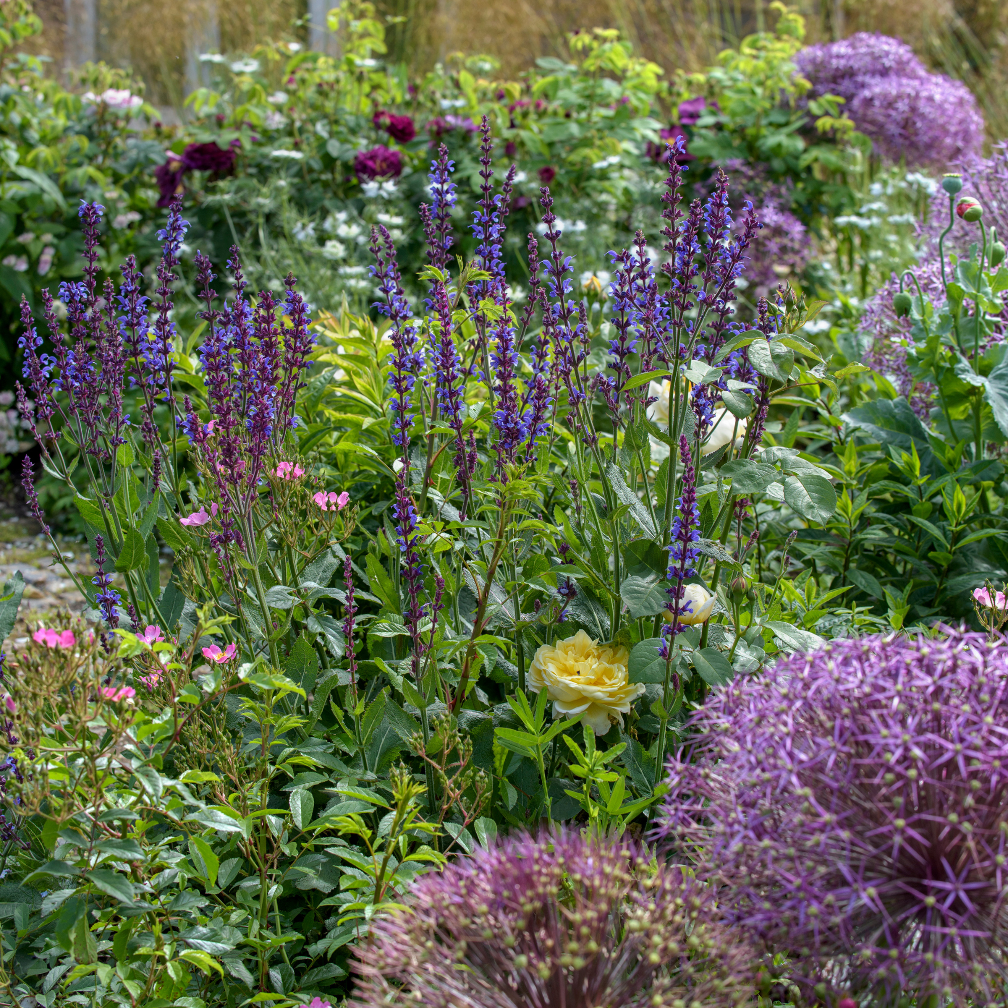 Close up of nepeta in a flower garden.