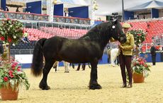 Guards Jester (Horse No 12) with Christina Brooks Champion in the In-hand Anthony Evans Senior Showing & Dressage Ltd Home Produced Supreme Grand Final 2015 at The London International Horse Show 2015 at Olympia, London, UK on 18th December 2015