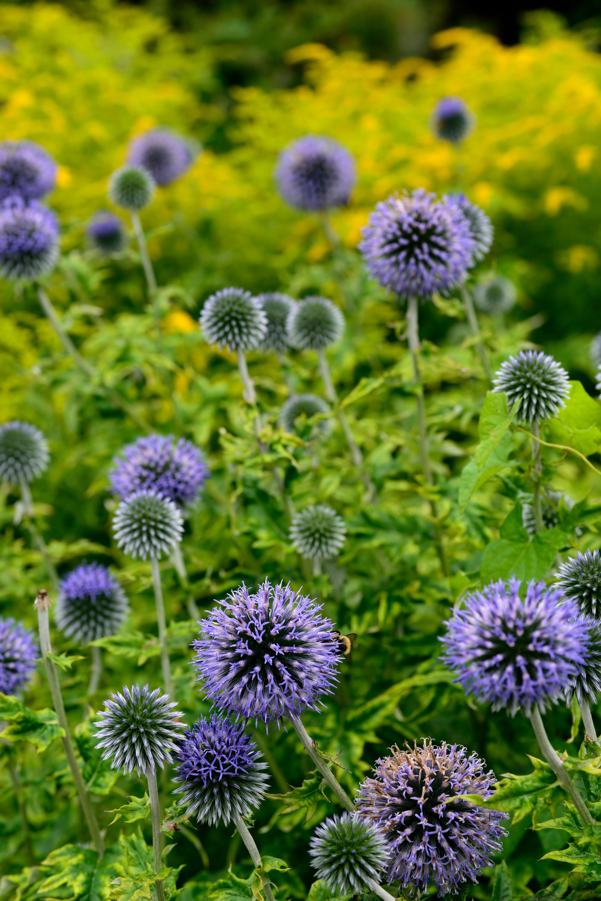 echinops ritro in a flowerbed