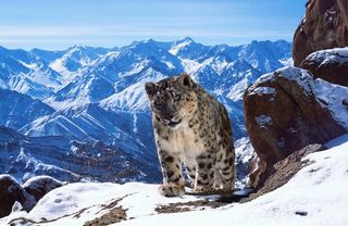 planet earth, snow leopard