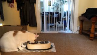 Two cats eating either side of a pet gate