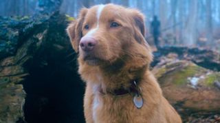 Indy the dog sits in the forest looking at something offscreen.