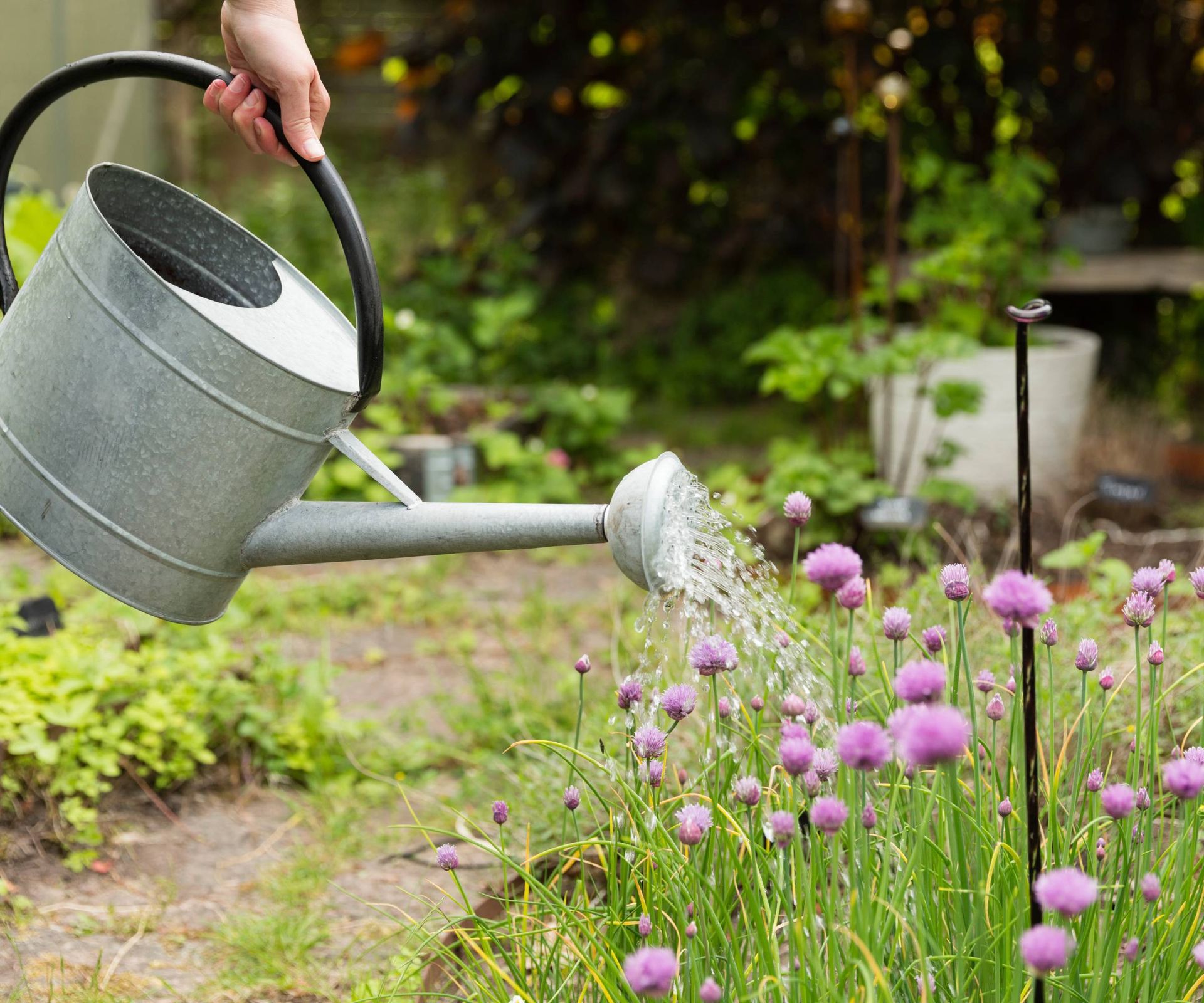 A hand watering chives with a watering can