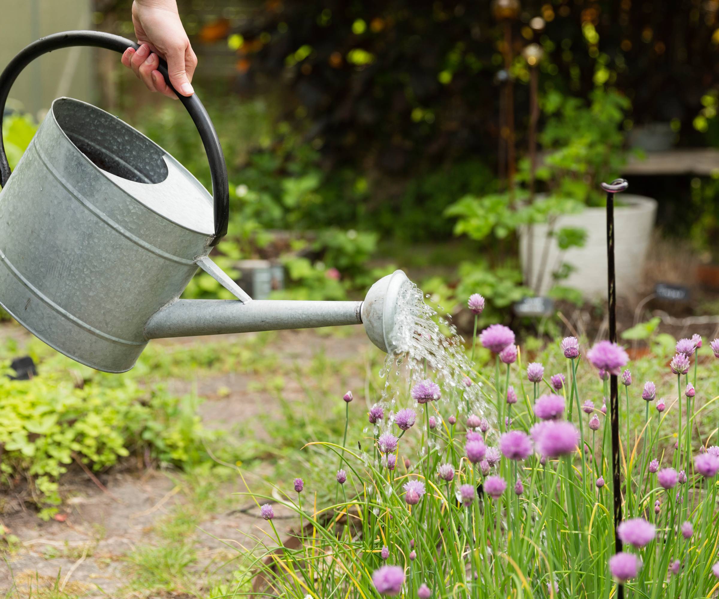 A hand watering chives with a watering can