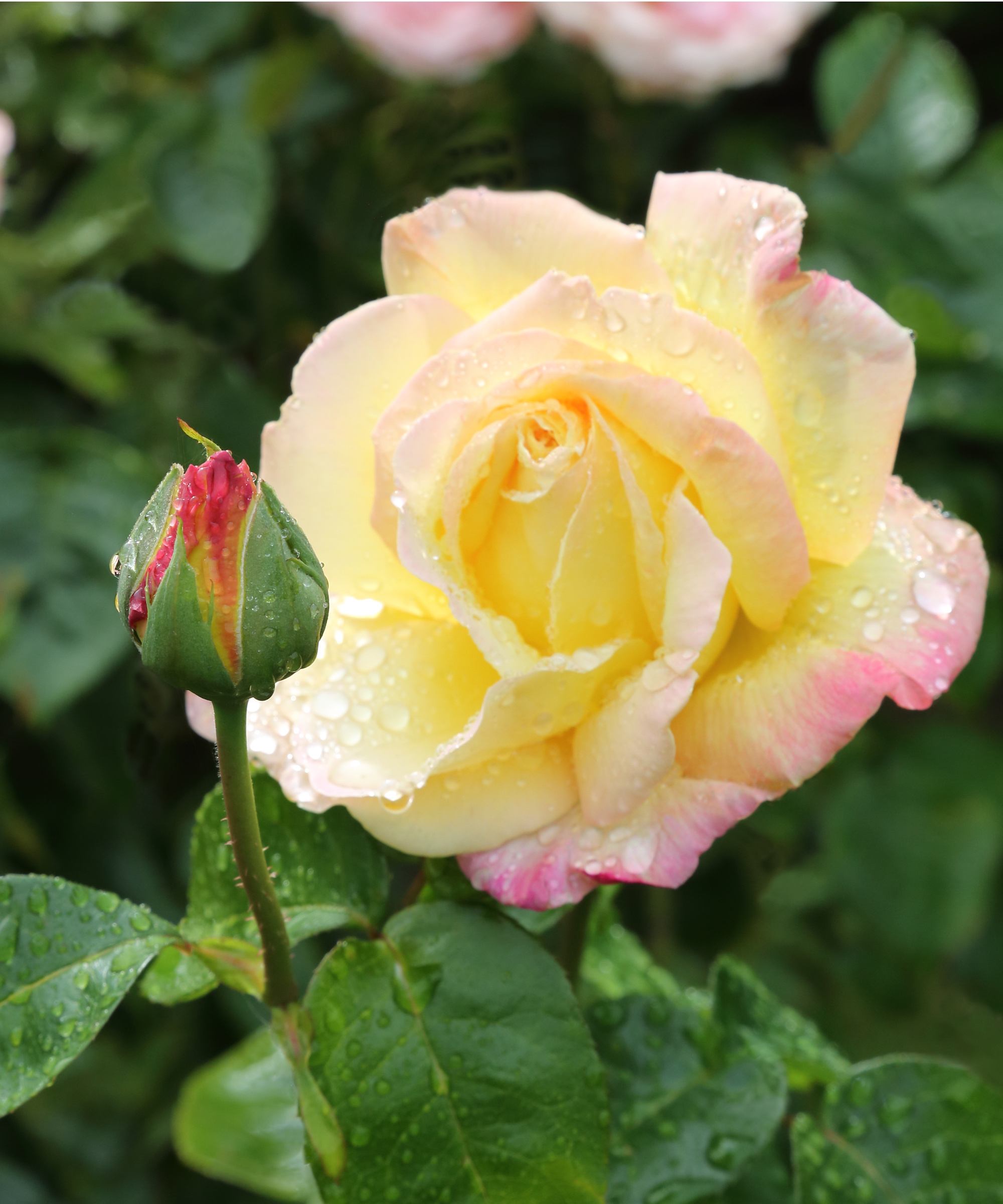 Yellow 'Peace' rose and bud that isn't yet open