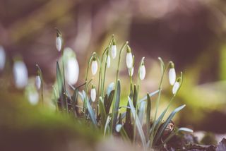 Winter flowers – how to decorate with florals and blooming indoor plants