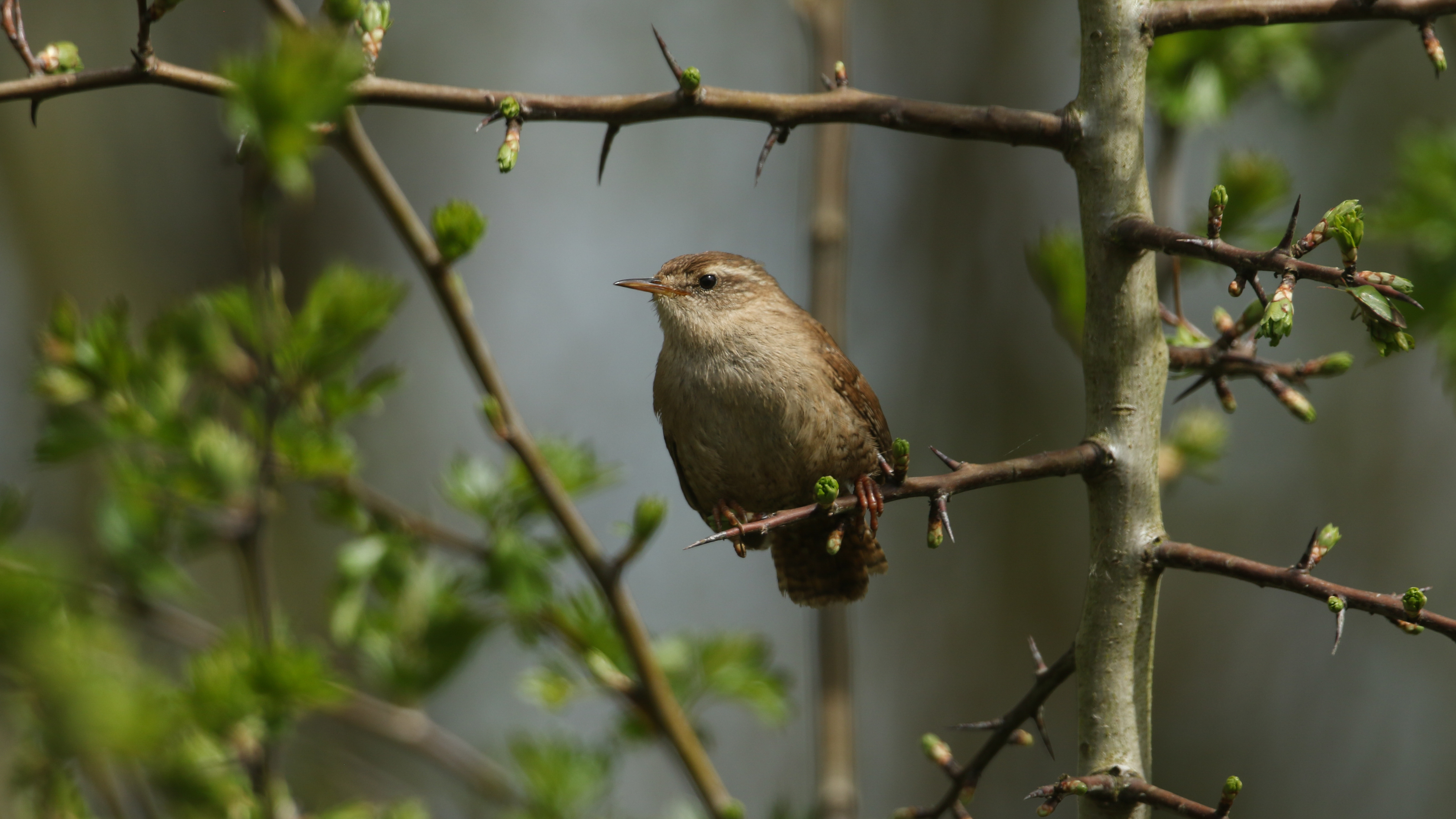 Wren perched on a hawthorn branch