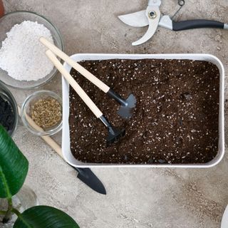 Dividing Aloe vera pups from the main mother plants