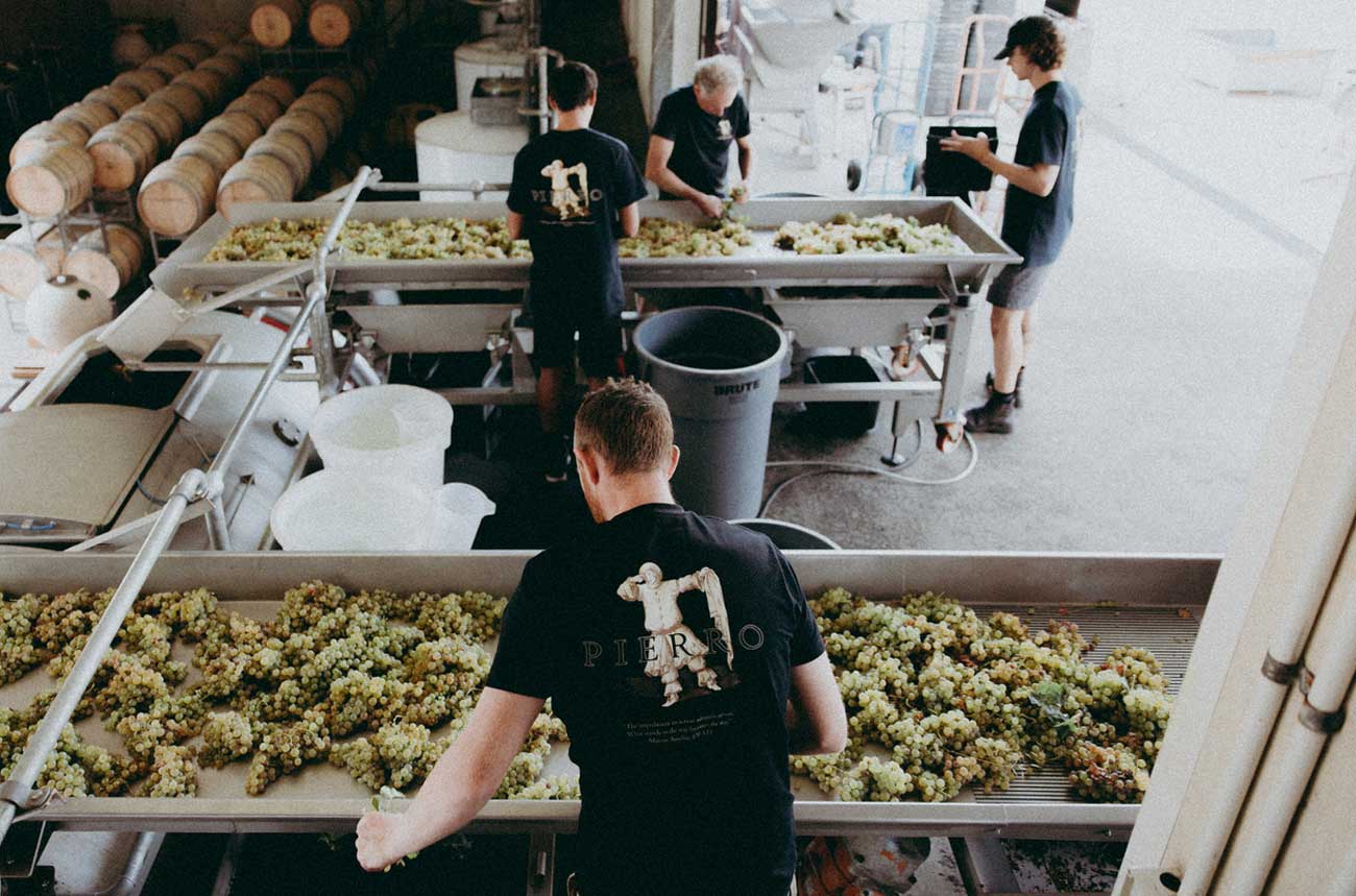Sorting white grapes at Pierro Winery Margaret River Australia