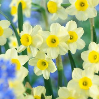 Narcissus 'Minnow' flowers