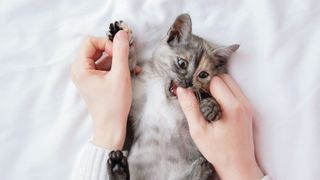 Kitten lying on back biting owners finger