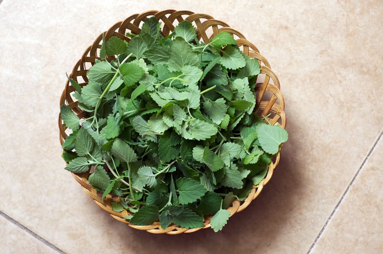 Wooden Basket Full Of Catnip Plant Leaves