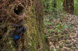 Blue Tarantula