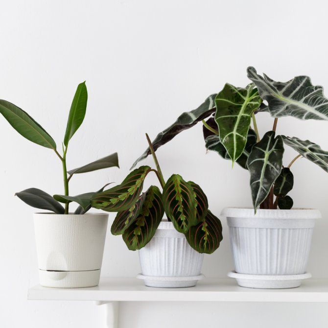 Do Indoor Plants Improve Air Quality? Why Some Experts Disagree
