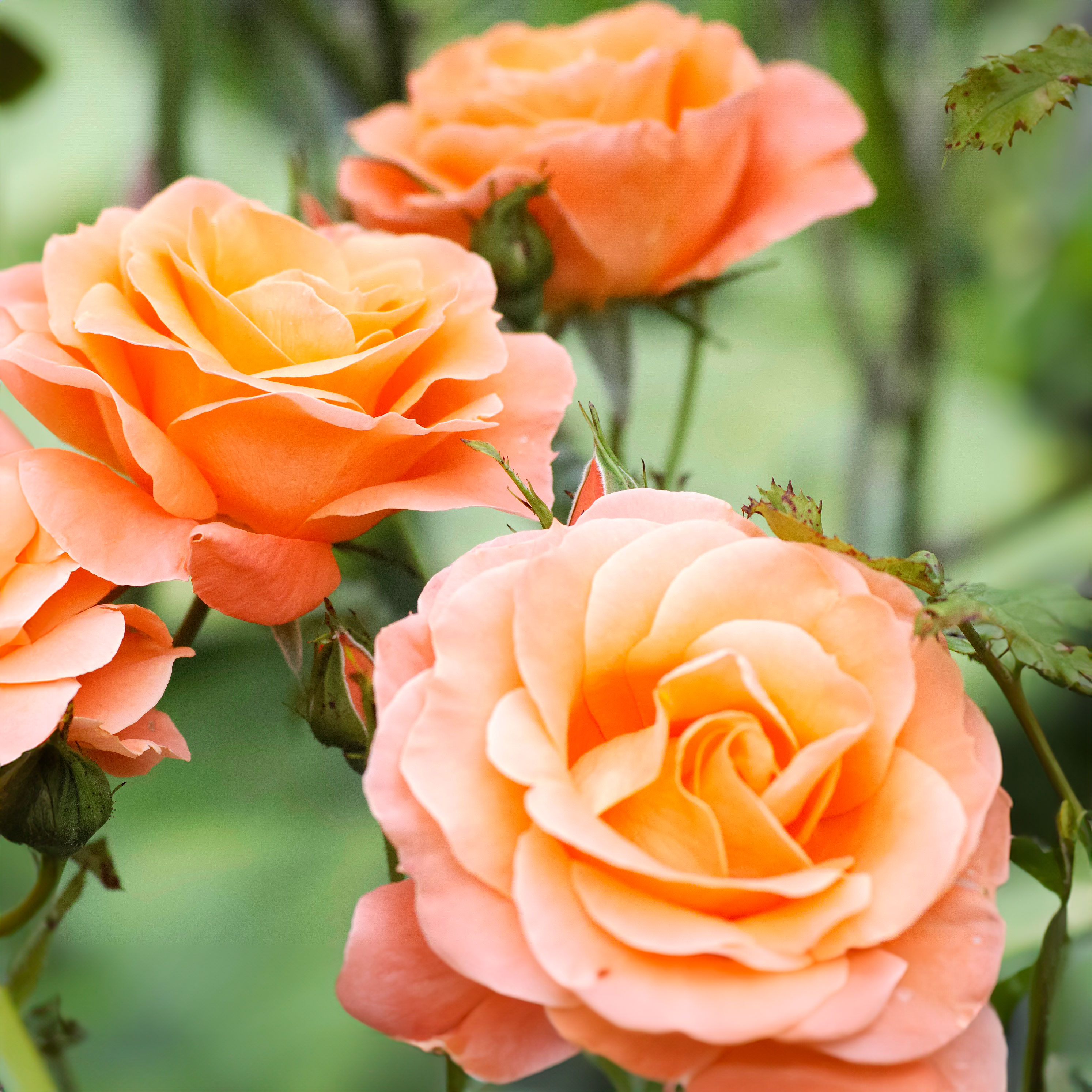 peach rose shrub with large velvety blooms