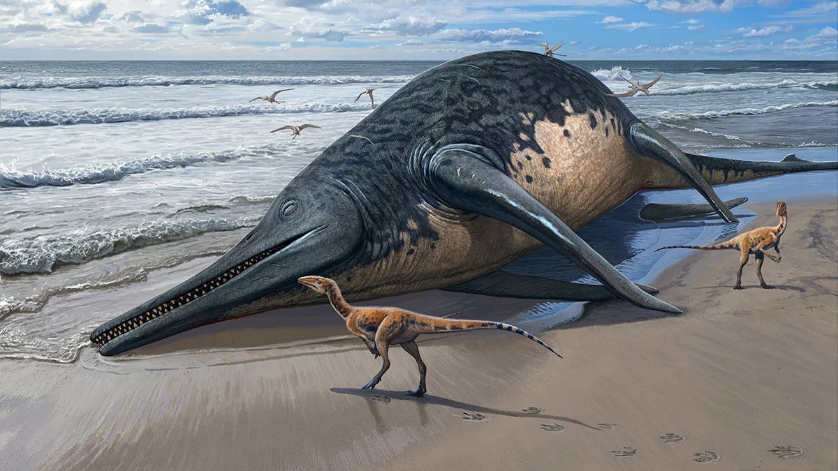 An 82-foot-long giant lizard fish discovered on a British beach may be the largest marine reptile ever discovered
