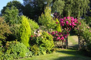 garden screening ideas: trellis with climbing roses and archway