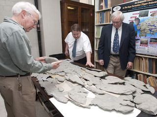 A large mysterious fossil spread out on a table at the University of Cincinnati.