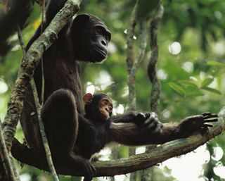 chimpanzees, parks with chimpanzees, parks with gorillas, where chimpanzees live, where gorillas live, national parks in africa, national parks in congo, congo national parks, goualougo triangle, apes in africa, Nouabal