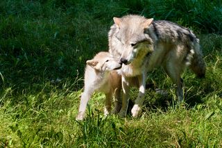 wolf pup with mother