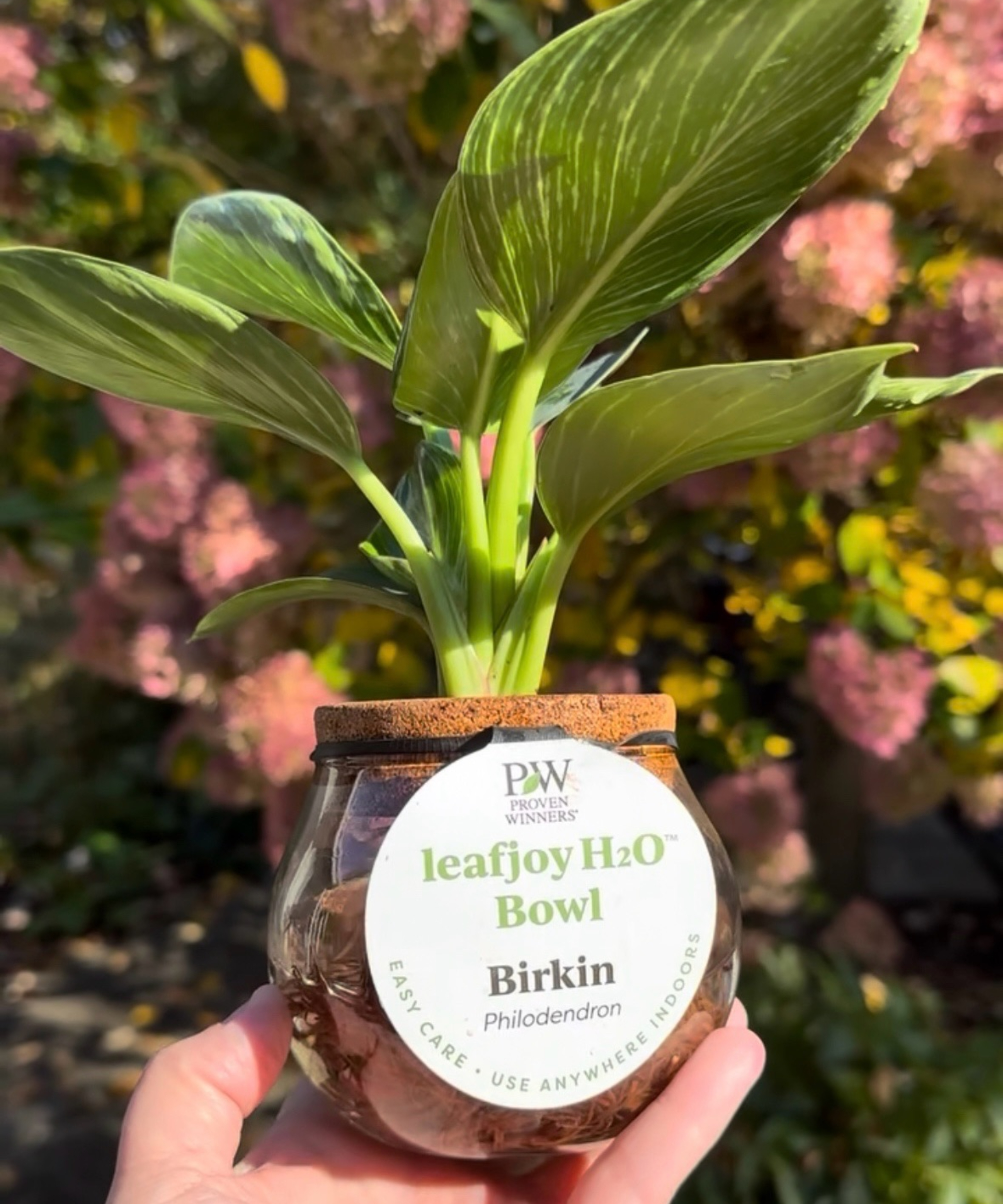 Amy Draiss holding a Philodendron Birkin