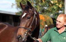 goffs orby phoenix thoroughbreds
