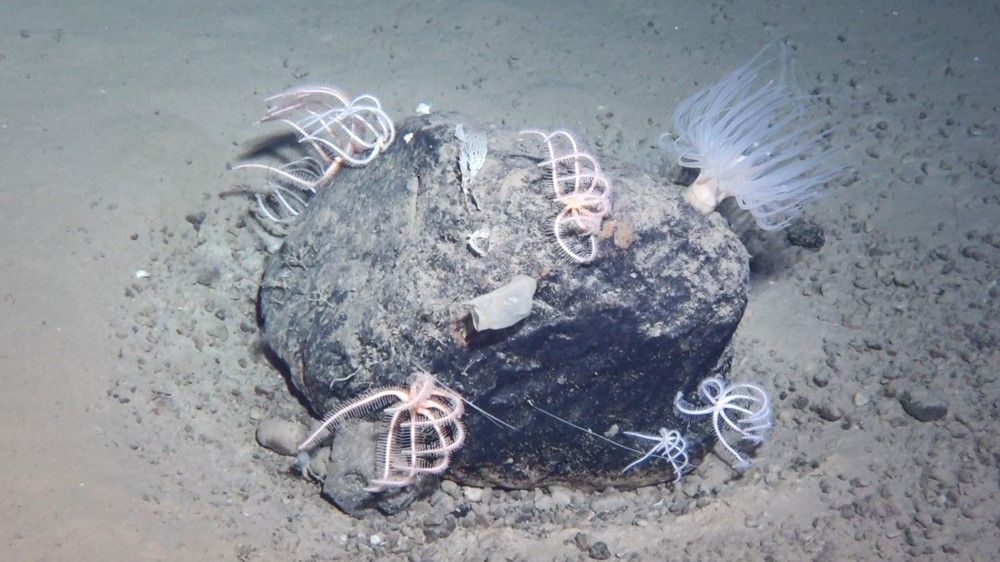 A small community of marine invertebrates on a solitary rock on the seabed.