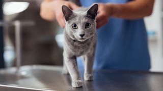 Healthy cat being examined by a vet