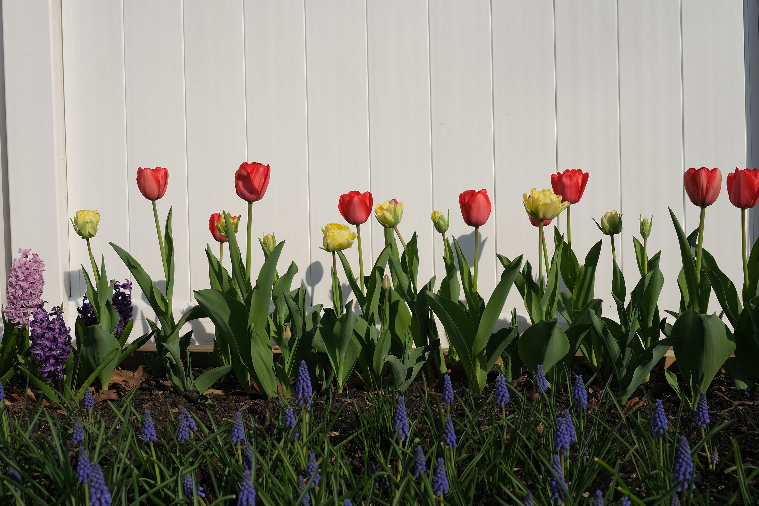 A shot of some flowers using the Fujifilm X-E4 with the Provia film simulation