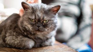 Selkirk rex