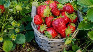 Basket of homegrown strawberries