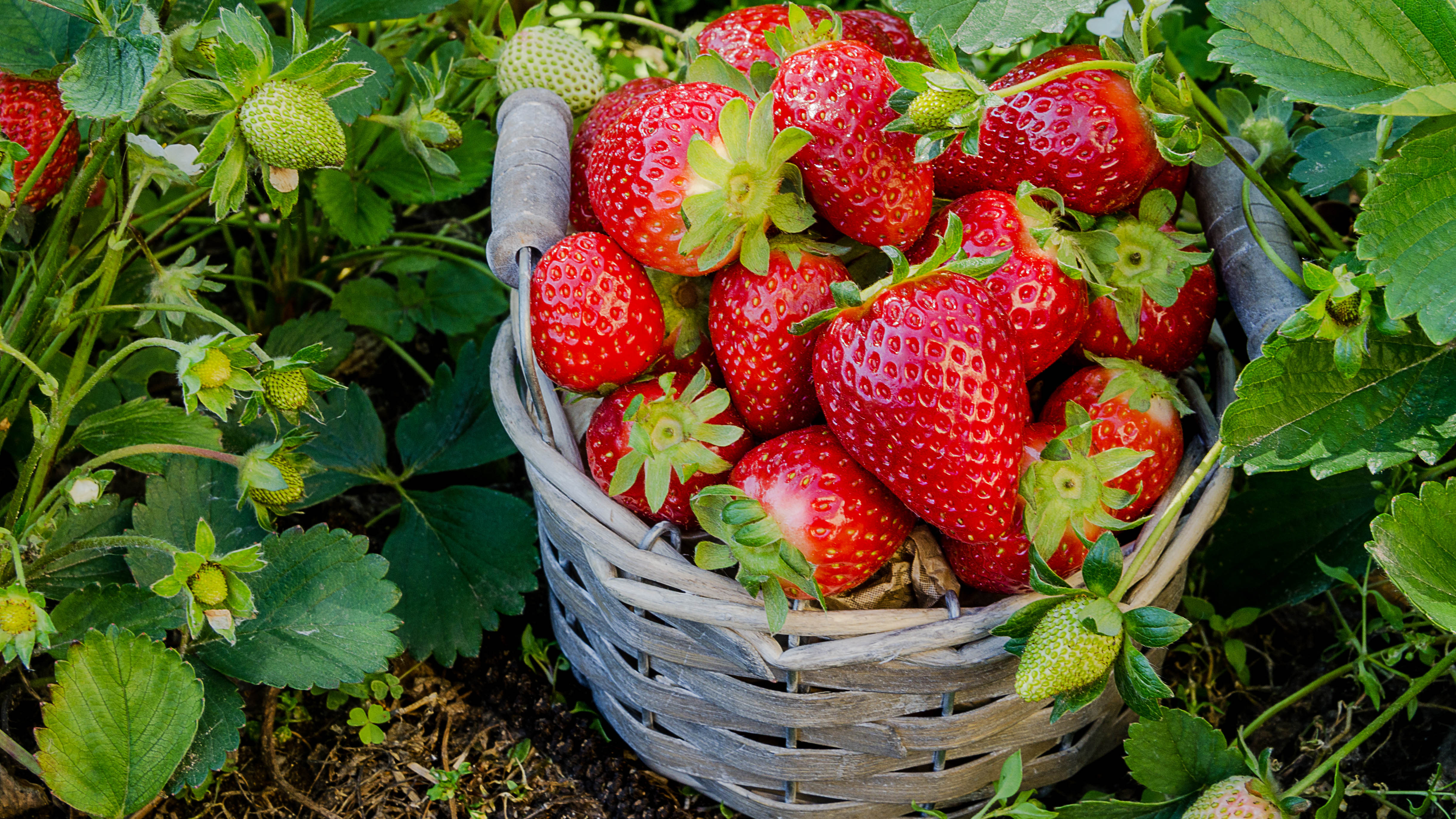 How to grow strawberries — 4 simple steps