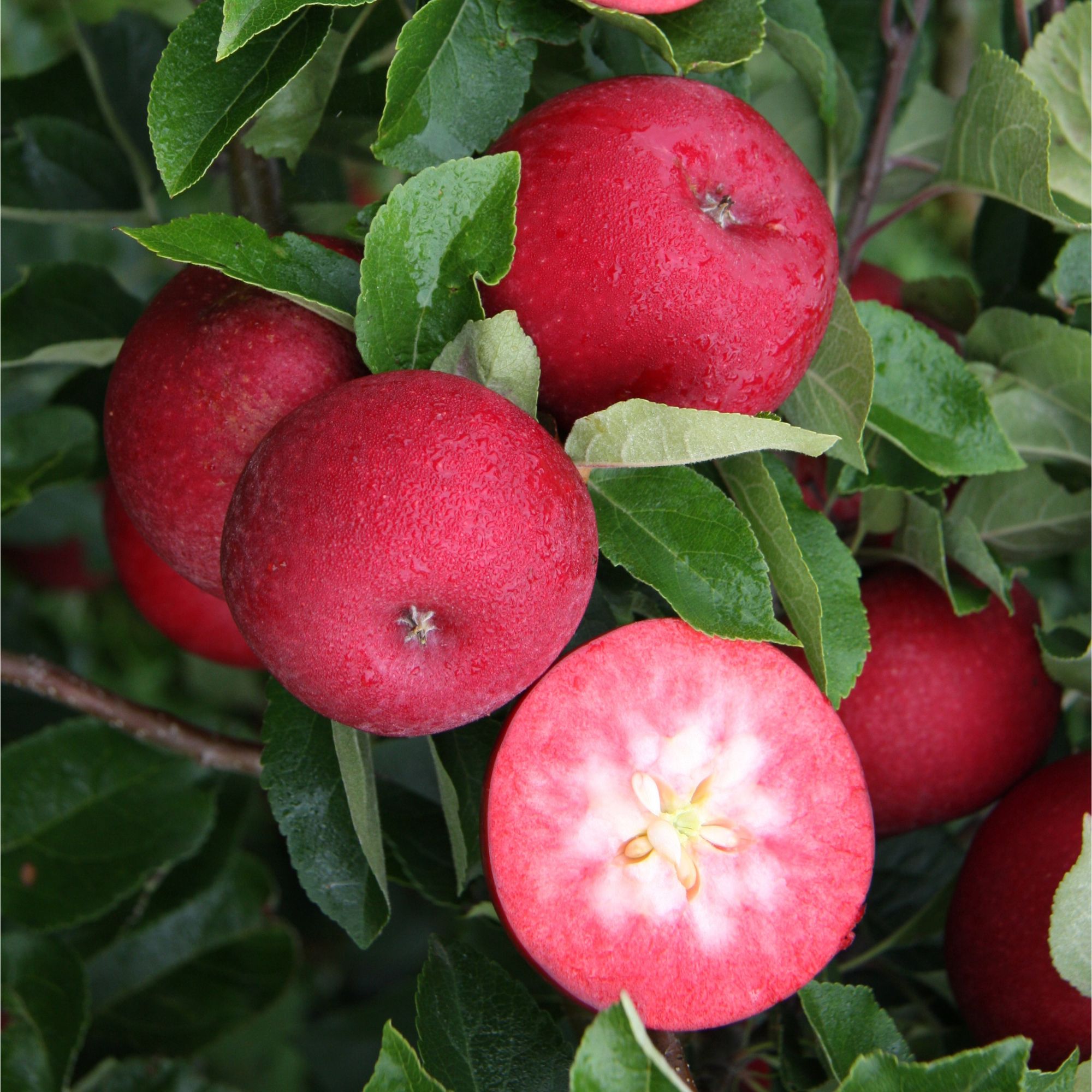 Apple &#039;Rosette&#039; from Crocus